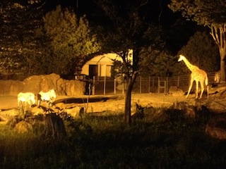 night zoo giraff.JPG