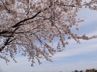 sakura2012.JPG