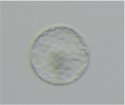 胚盤胞.png